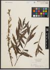 Foto von Salix alba L.
